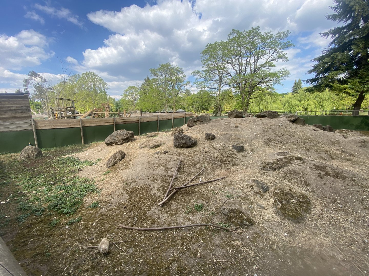 Black-tailed prairie dog enclosure 090525