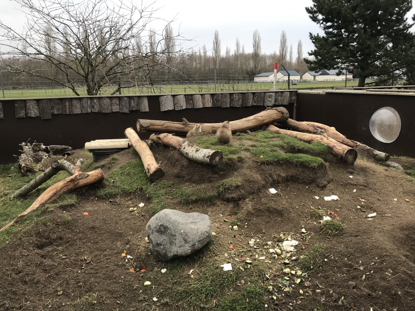 Black-tailed prairie dog enclosure 241118