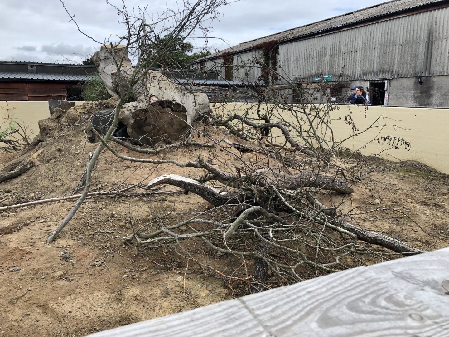 Black-tailed Prairie Dog Enclosure at Northumberland Country Zoo (September 2021)