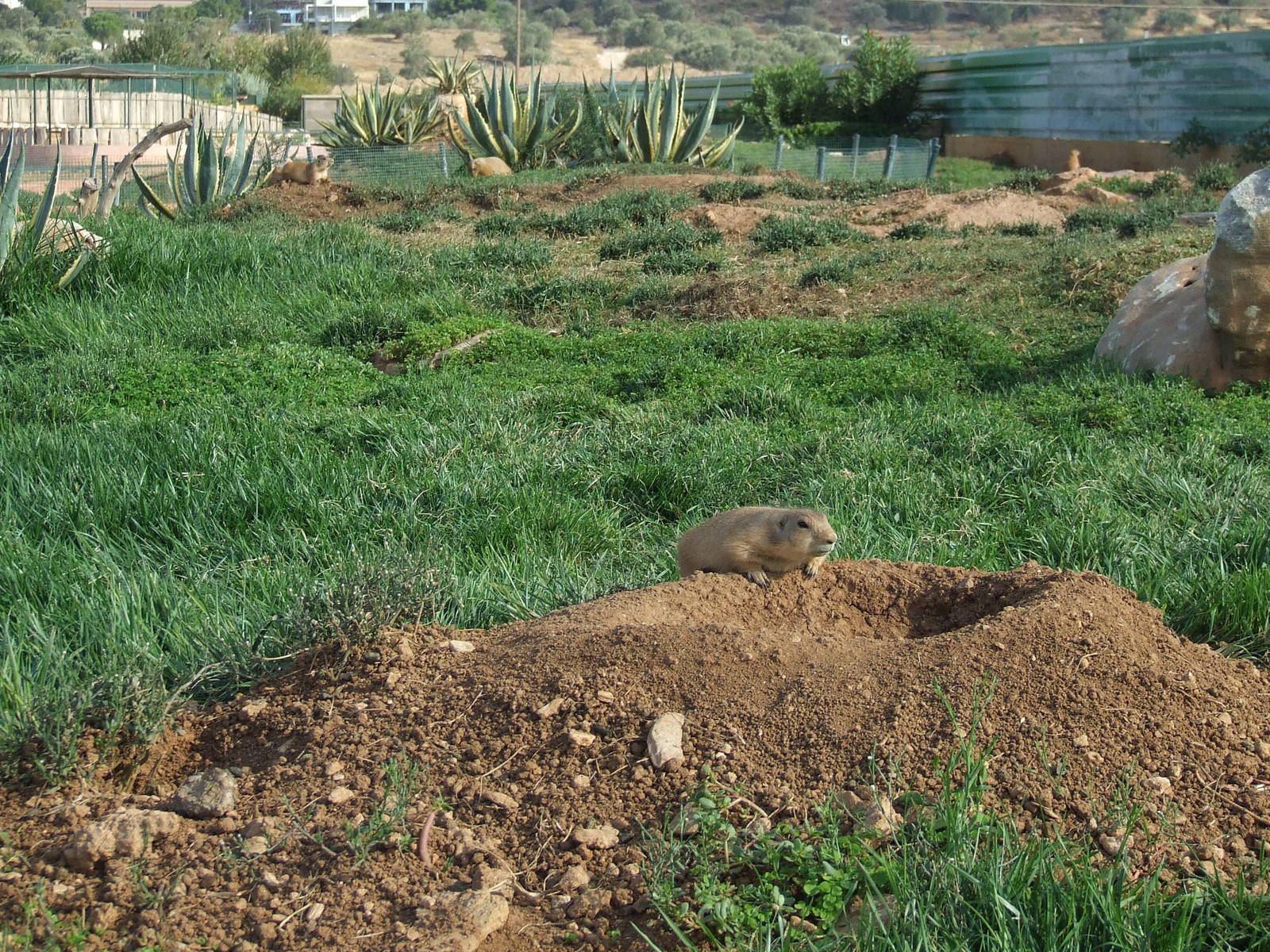 Black-tailed prairie dog enclosure