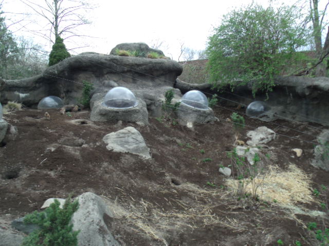 Black-Tailed Prairie Dog Enclosure