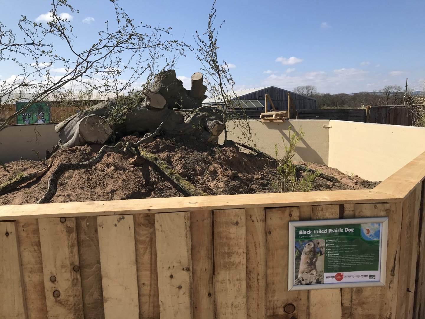 Black-Tailed Prairie Dog Enclosure