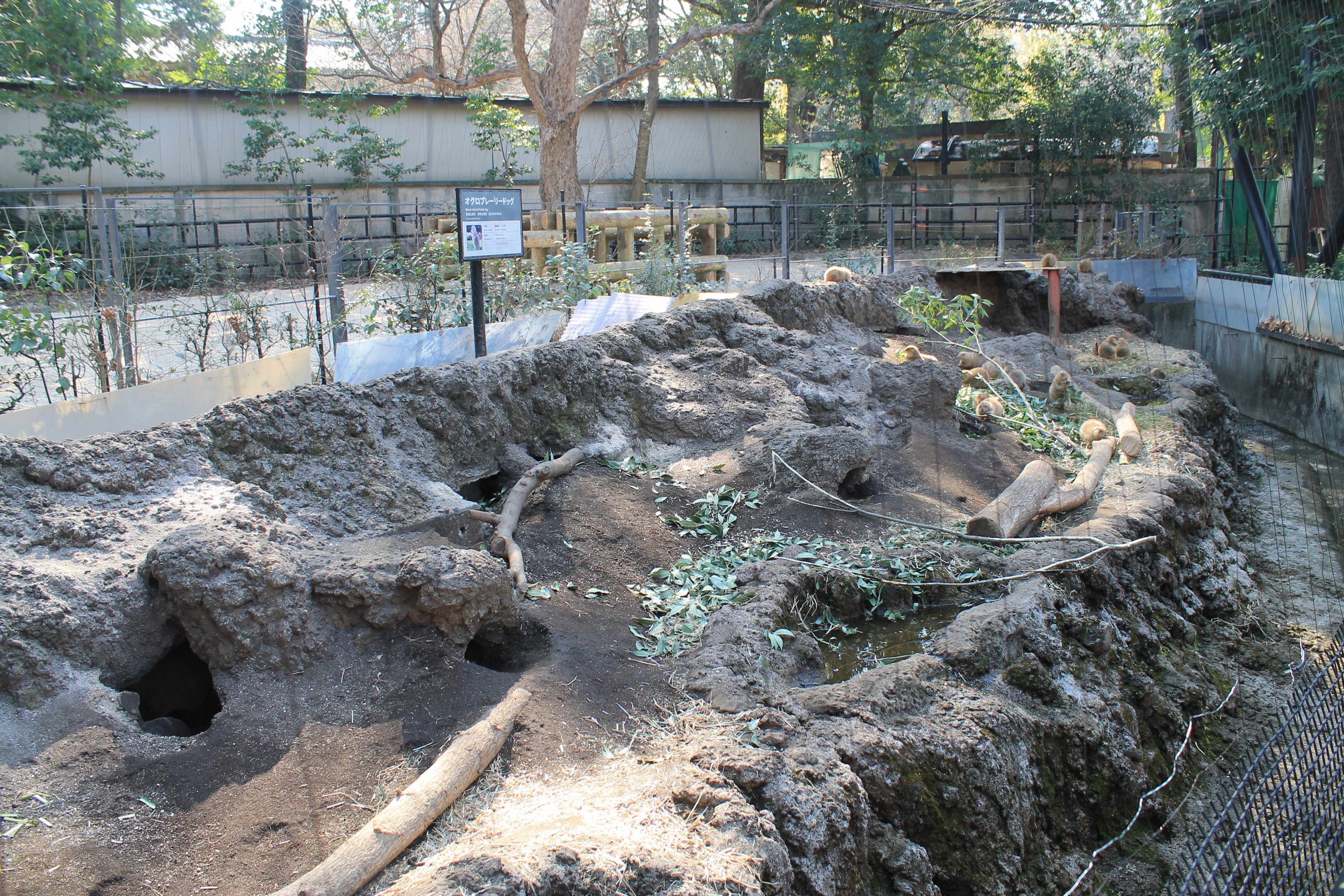 Black-tailed Prairie Dog enclosure