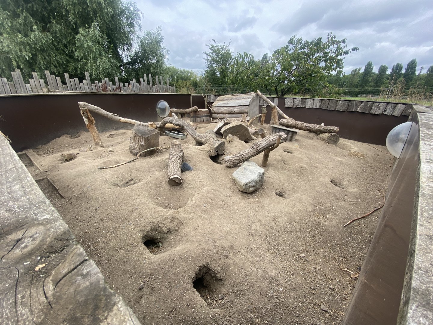 Black-tailed prairie dog exhibit 040824