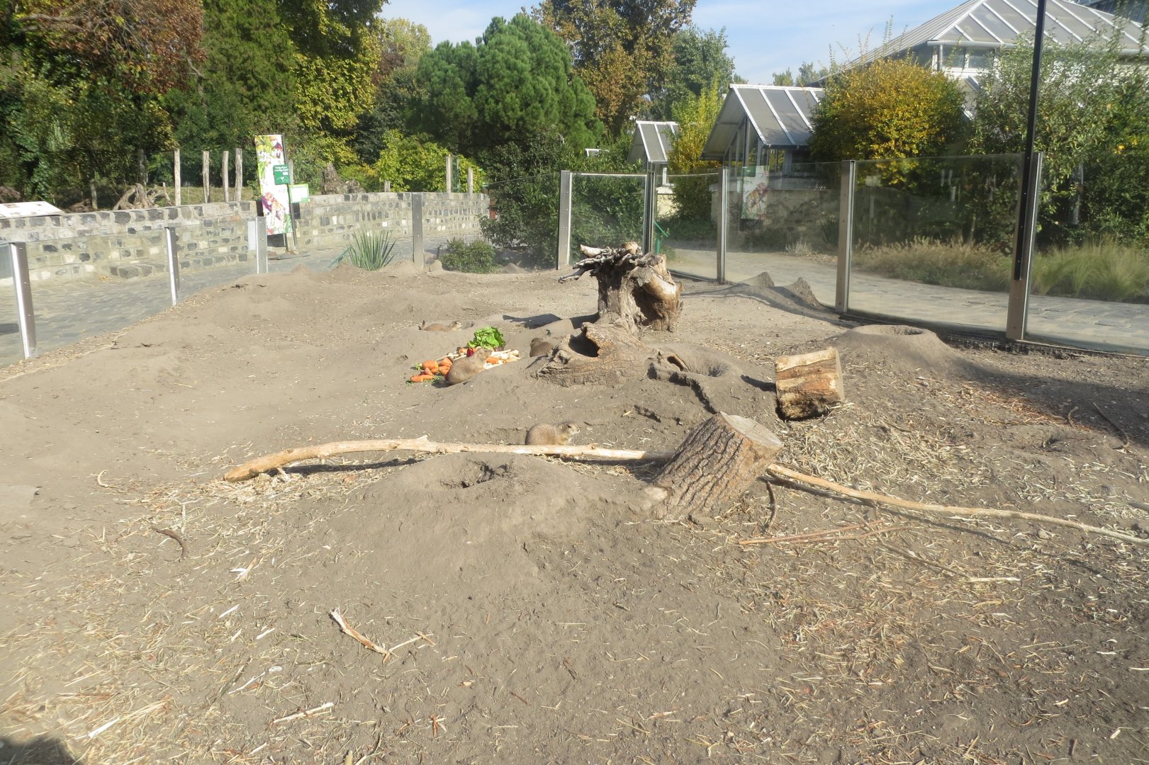 Black-tailed prairie dog exhibit 171018