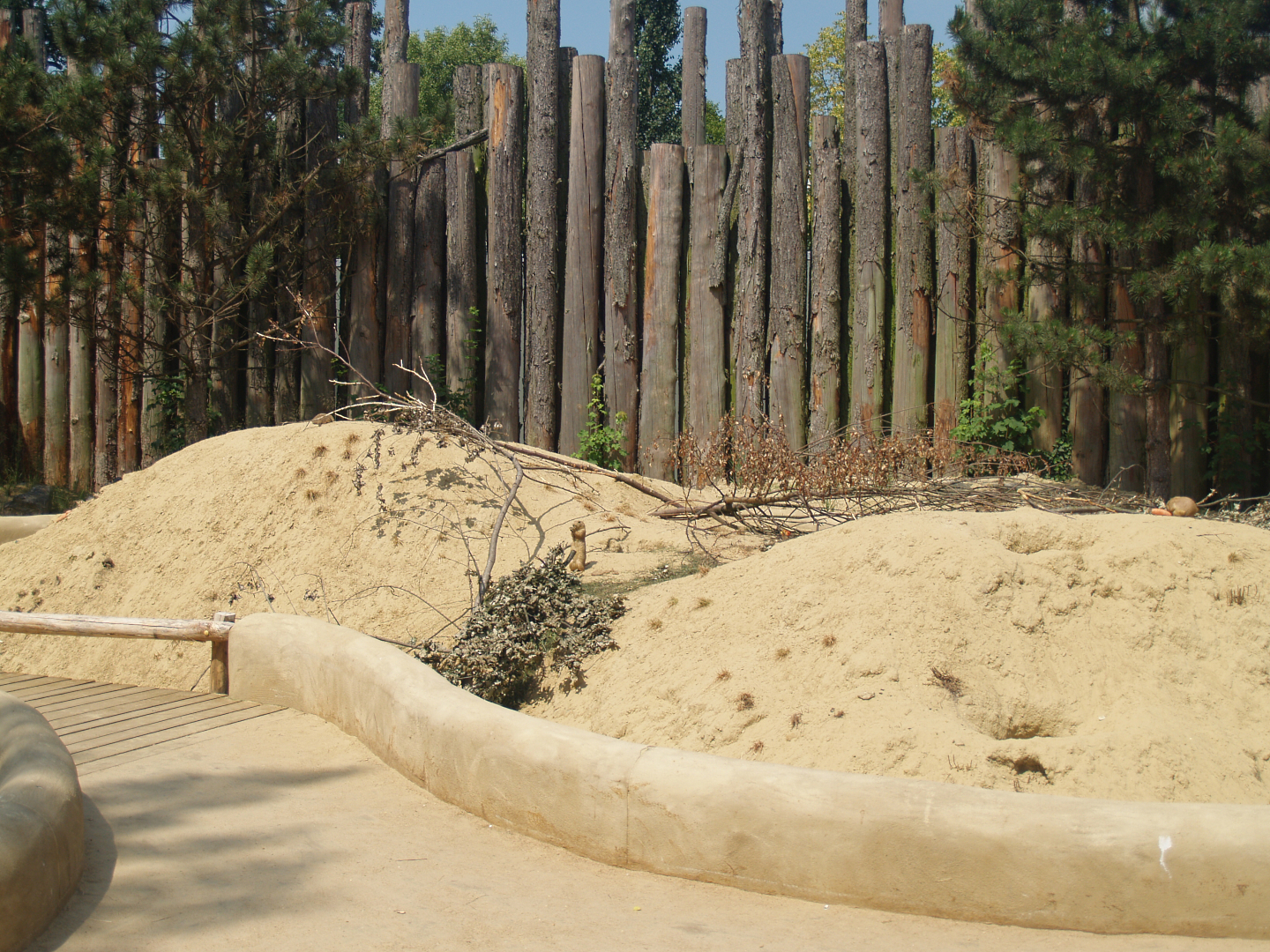 Black-tailed prairie dog exhibit, 2006-07-08