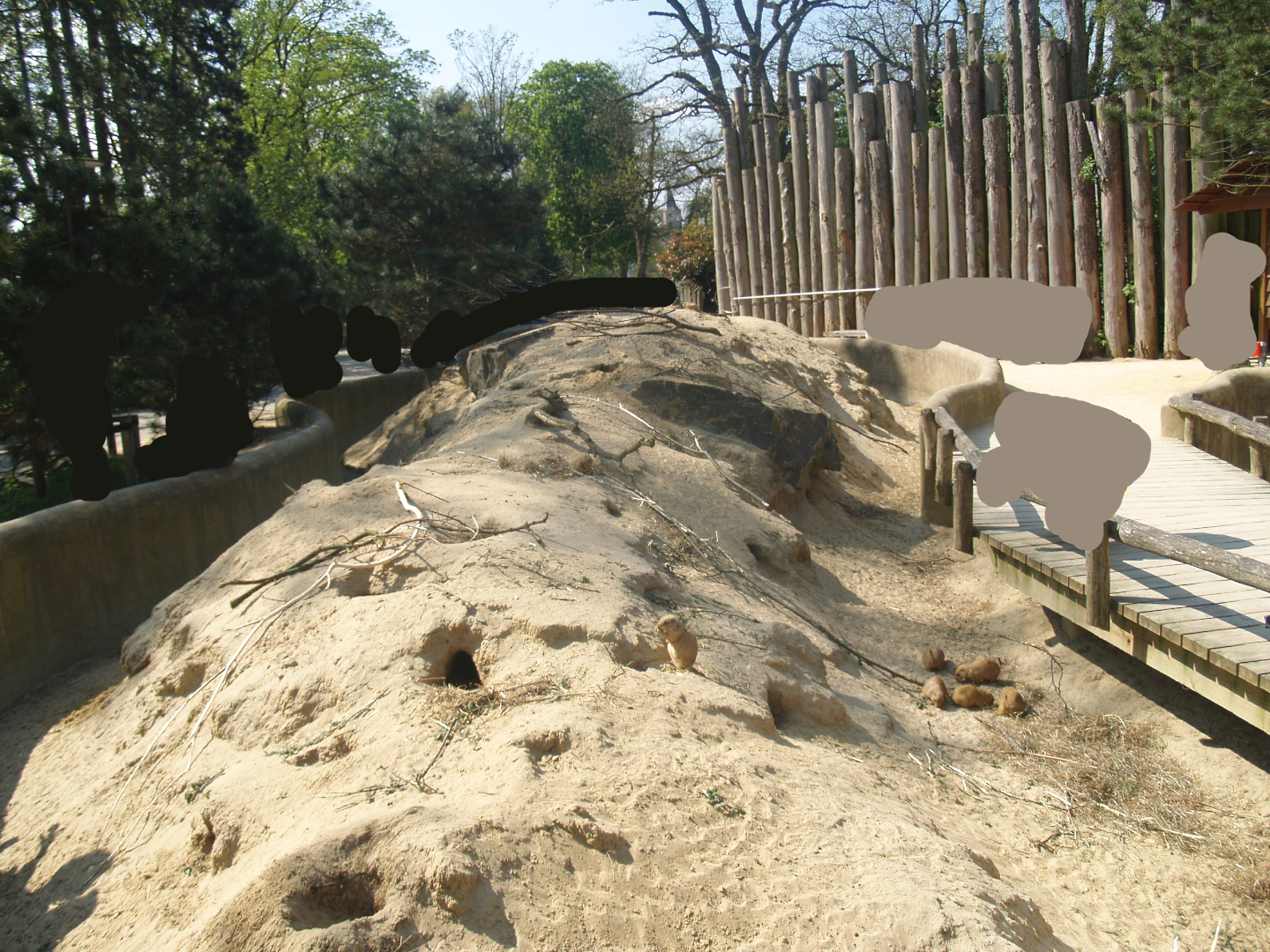 Black-tailed prairie dog exhibit, 2009-04-19