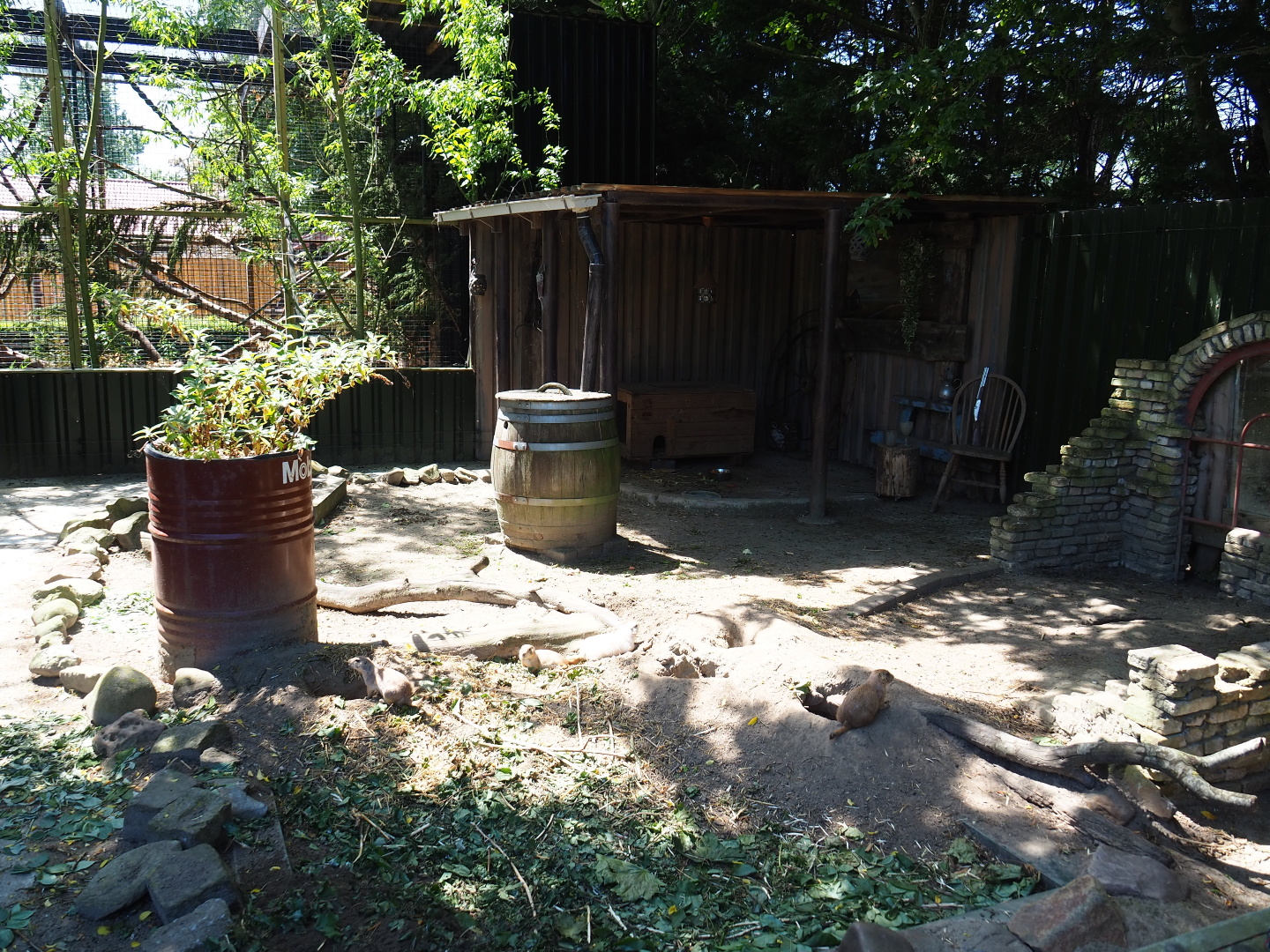 Black-tailed prairie dog exhibit, 2019-06-01
