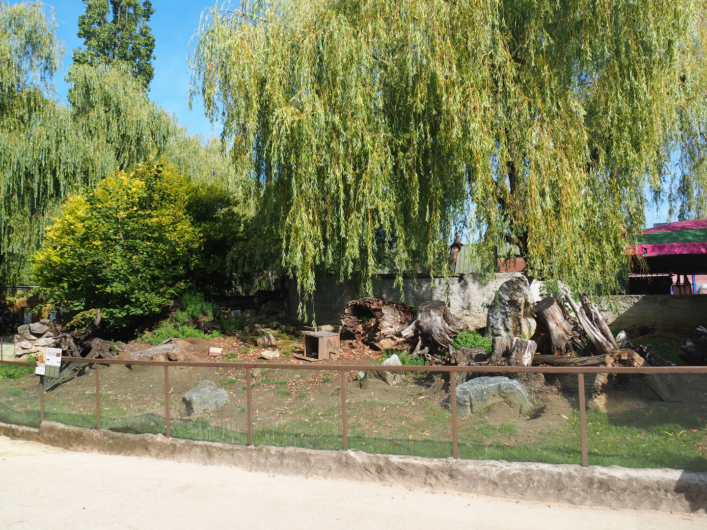 Black-tailed prairie dog exhibit, 2019-08-11