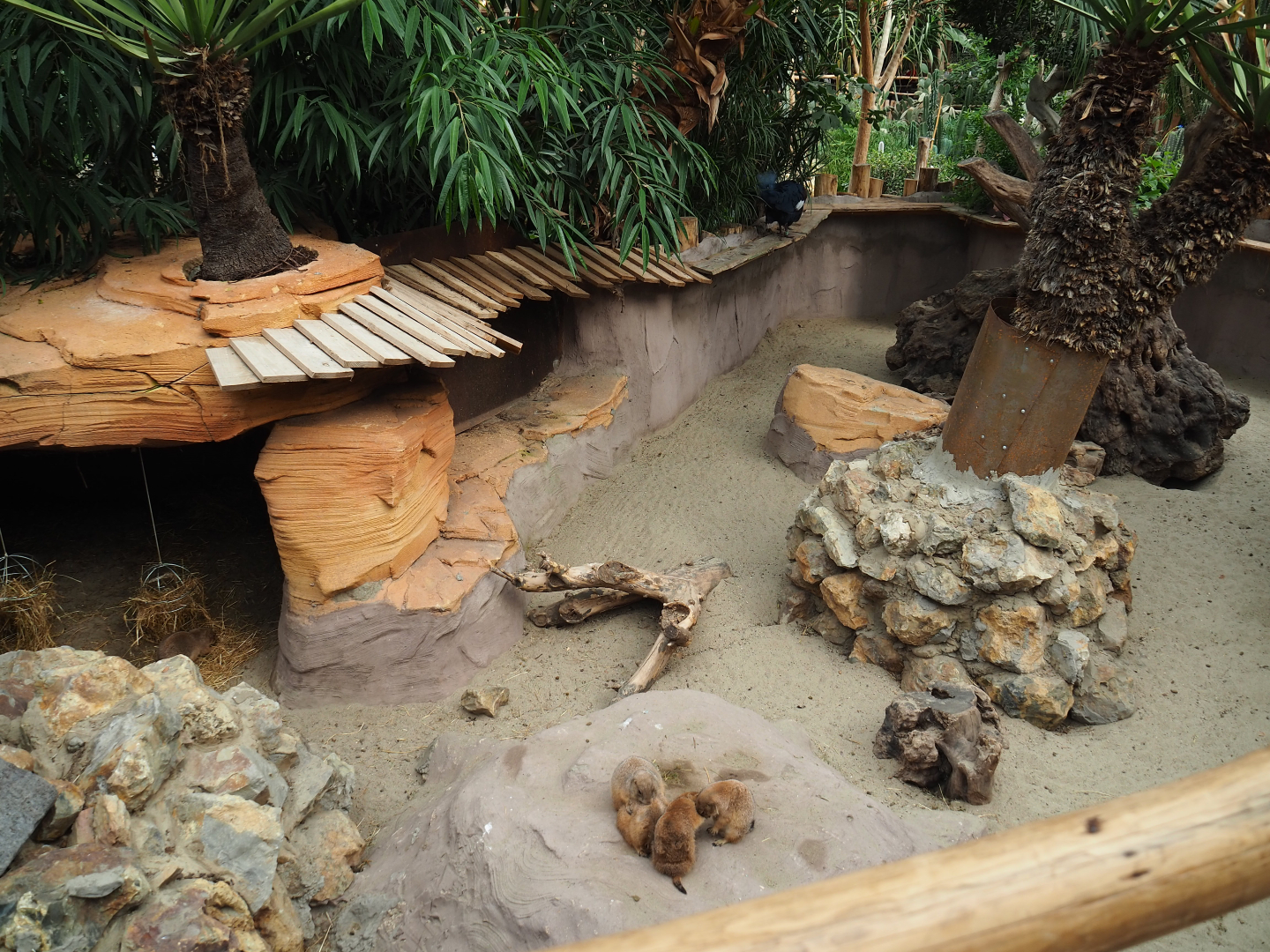 Black-tailed prairie dog exhibit, 2019-10-05