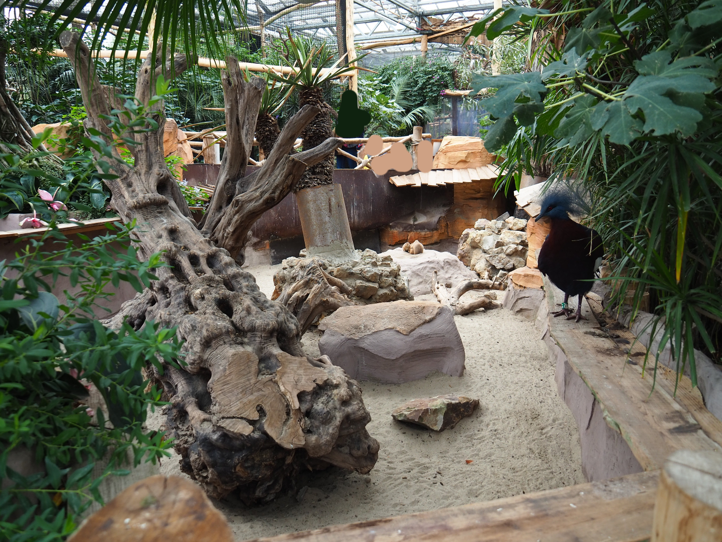 Black-tailed prairie dog exhibit, 2019-10-05