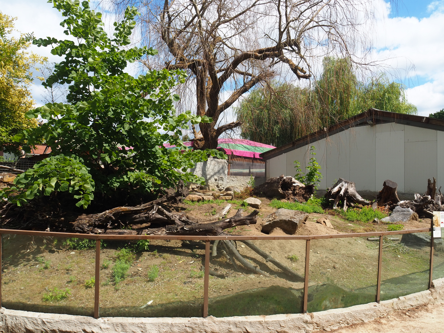 Black-tailed prairie dog exhibit, 2020-06-20