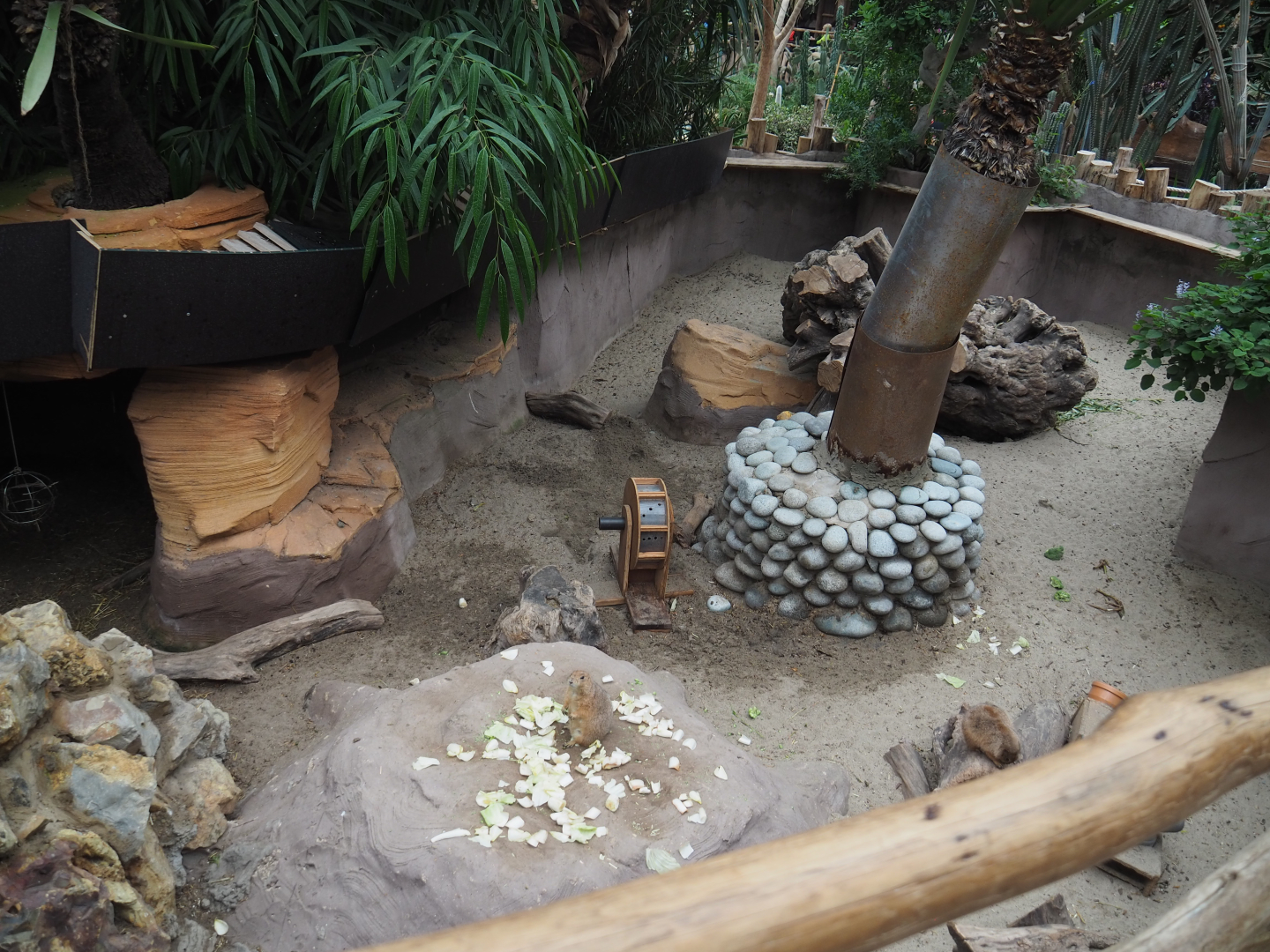 Black-tailed prairie dog exhibit, 2020-09-03