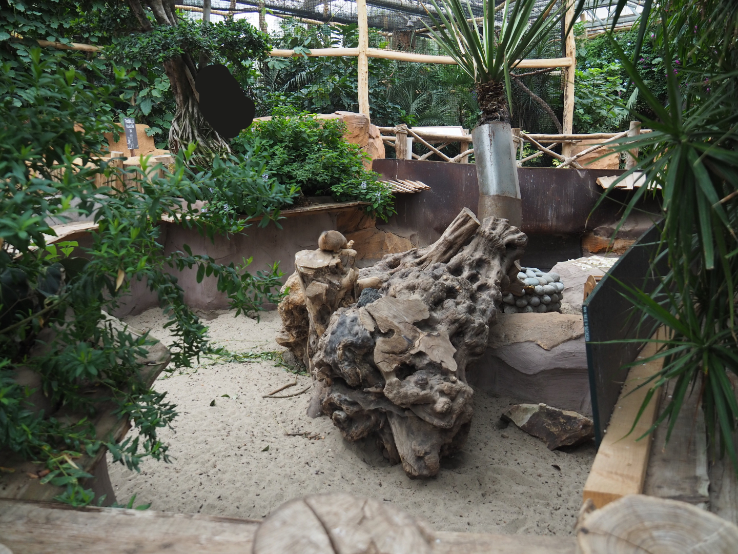 Black-tailed prairie dog exhibit, 2020-09-03