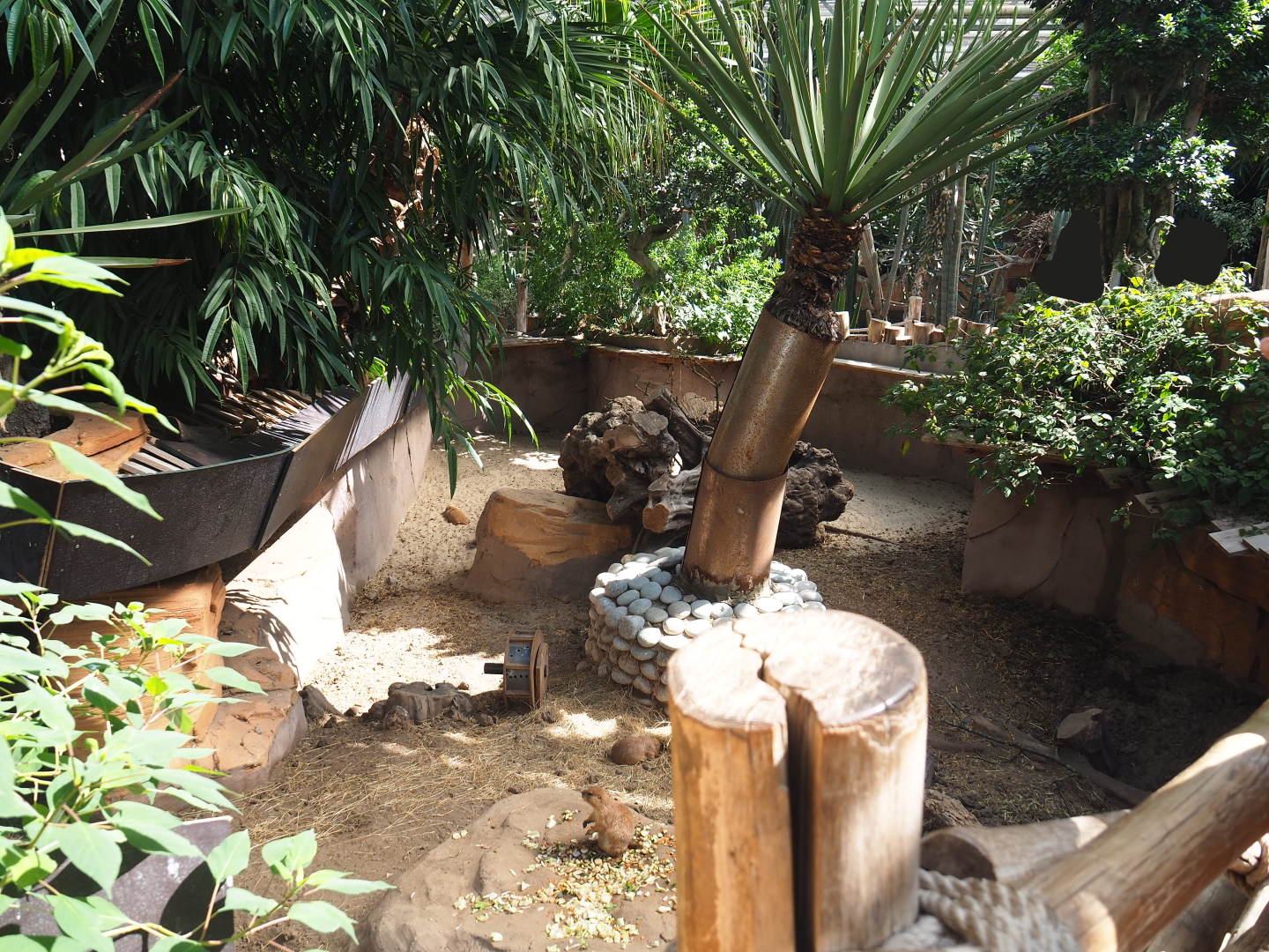 Black-tailed prairie dog exhibit, 2021-09-03