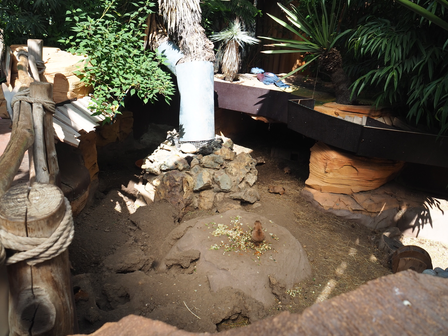 Black-tailed prairie dog exhibit, 2021-09-03