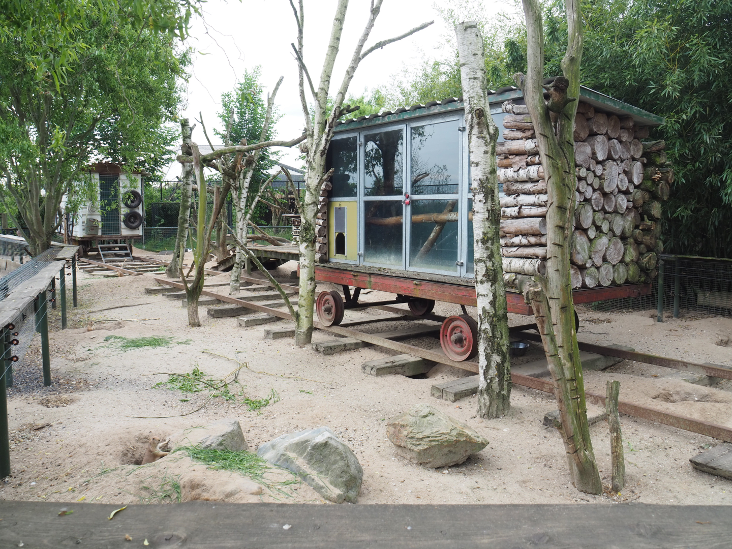 Black-tailed prairie dog exhibit, 2022-05-17
