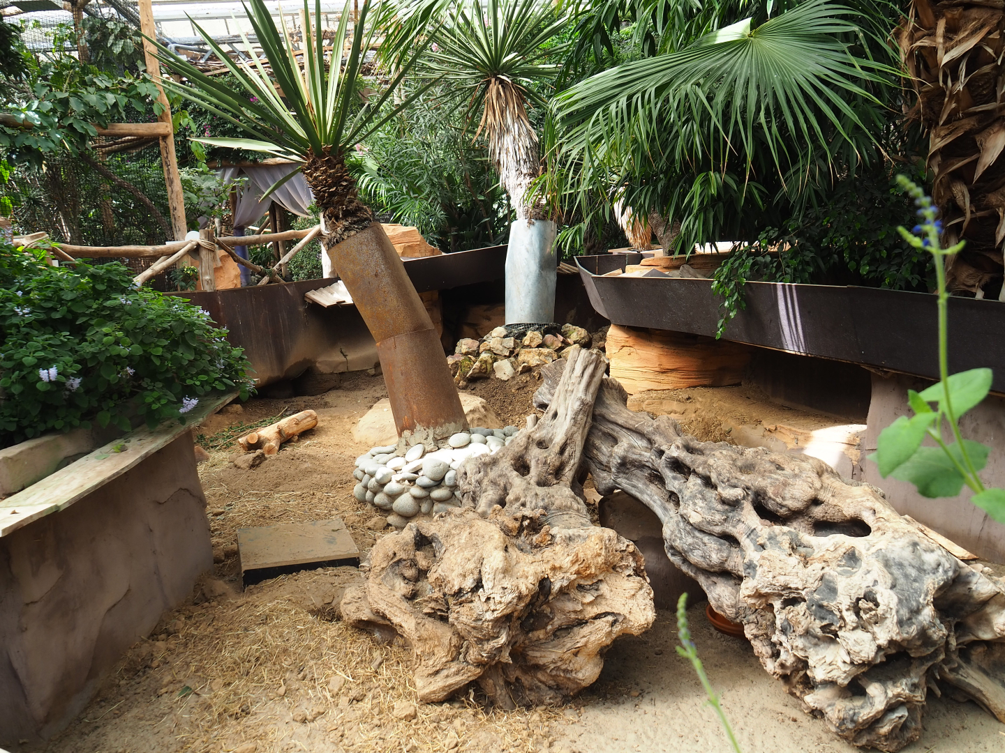 Black-tailed prairie dog exhibit, 2022-09-15