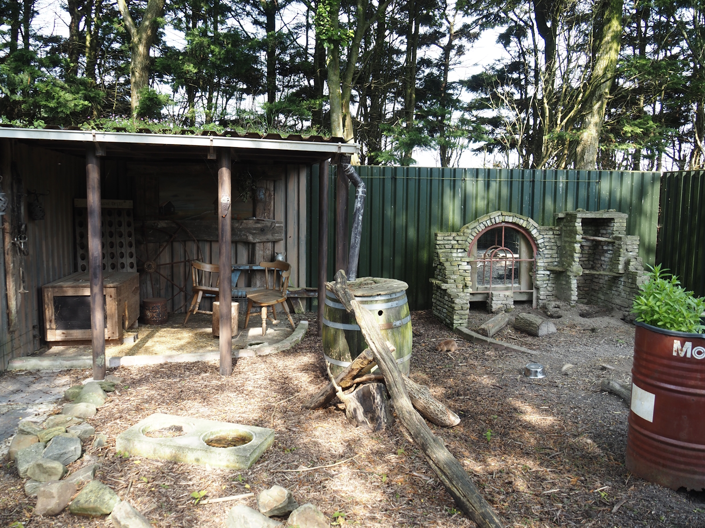 Black-tailed prairie dog exhibit, 2024-05-11