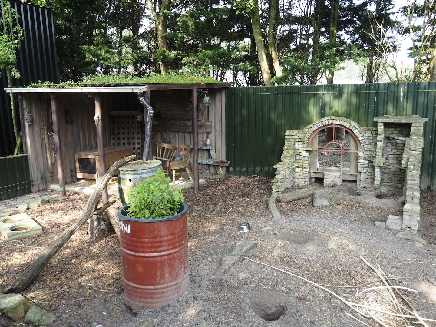 Black-tailed prairie dog exhibit, 2024-05-11