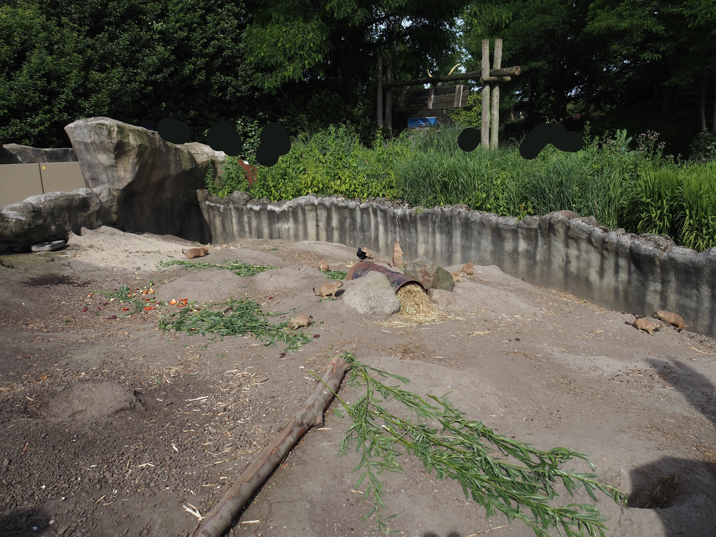 Black-tailed prairie dog exhibit, 2024-06-30