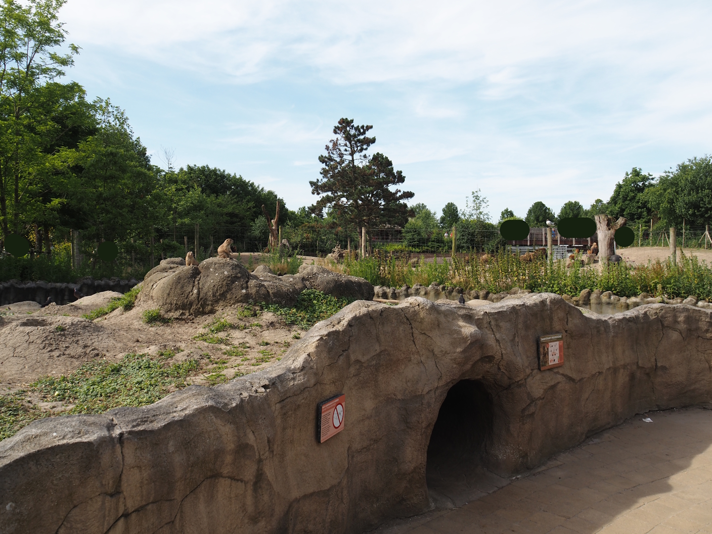 Black-tailed prairie dog exhibit, 2024-06-30
