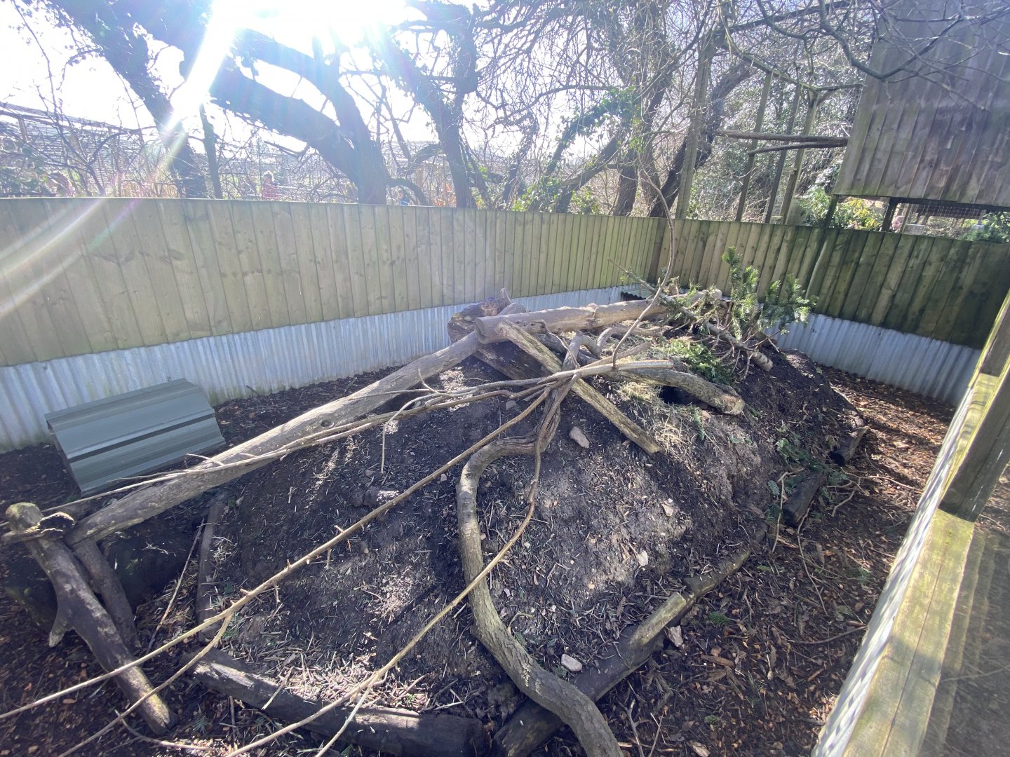 Black-tailed prairie dog exhibit 250222