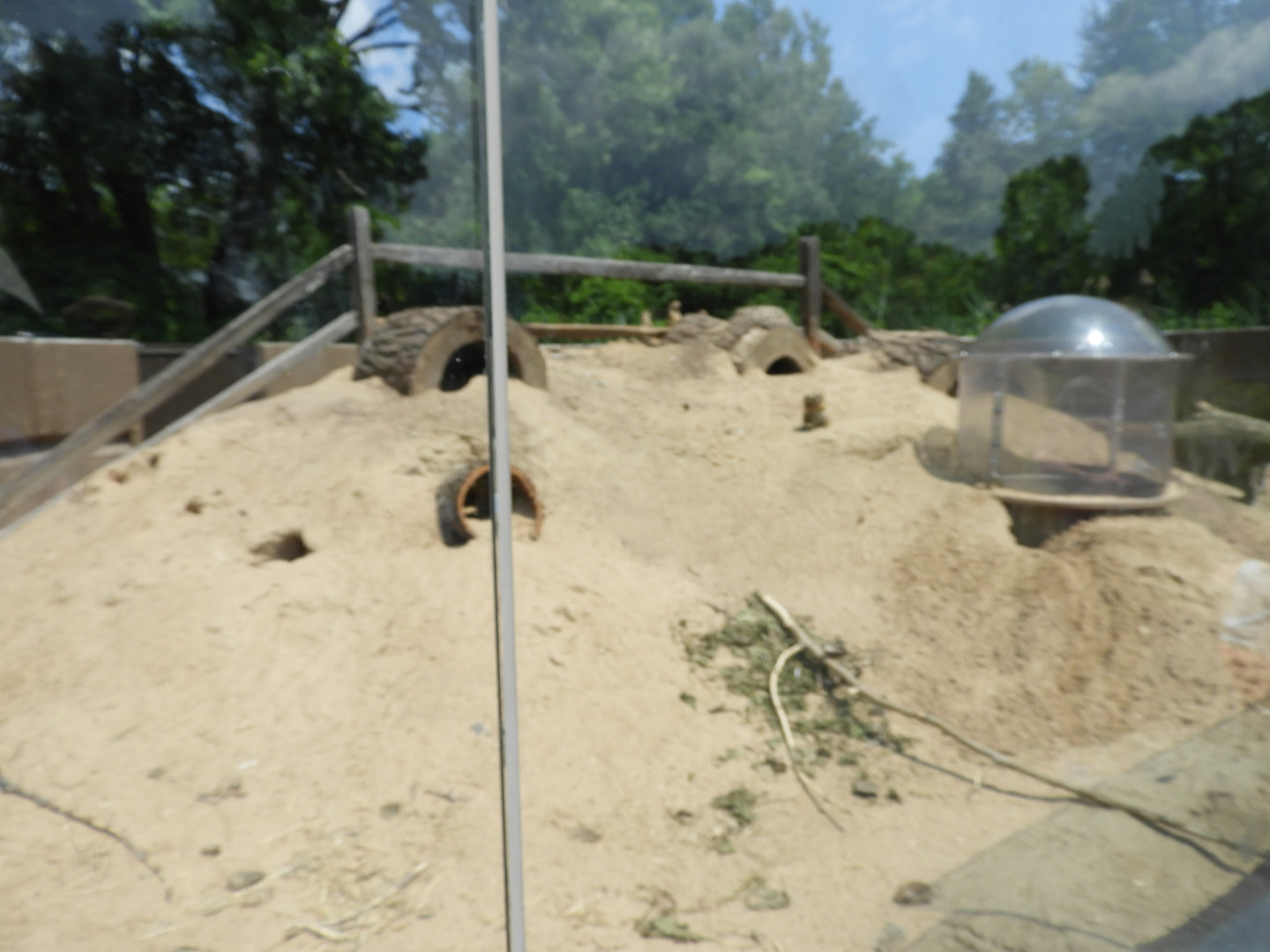 Black-Tailed Prairie Dog exhibit (New in 2017) - North American Plains - NEW Zoo