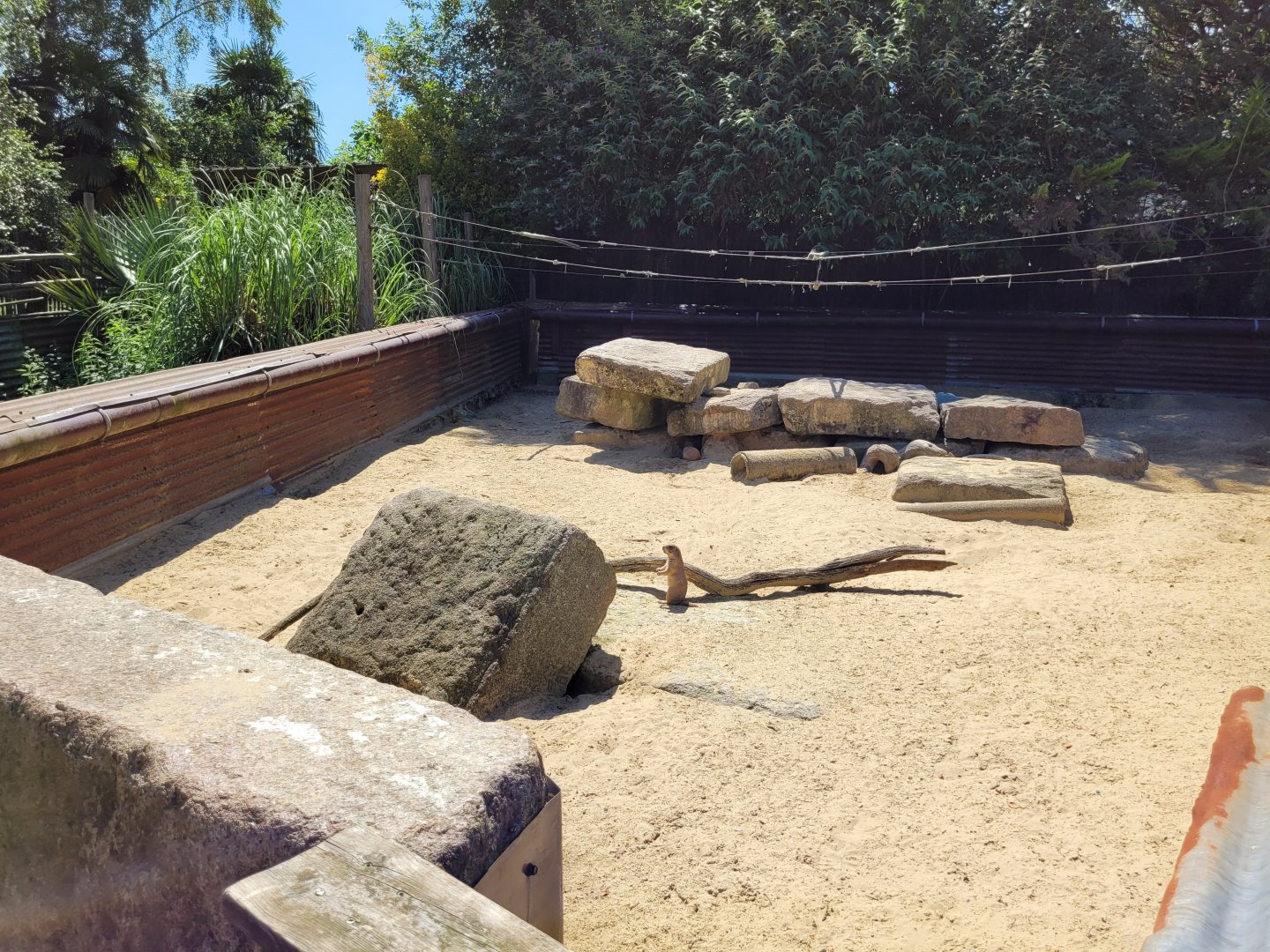 Black-tailed prairie dog exhibit -Zoo d'Asson (2022)