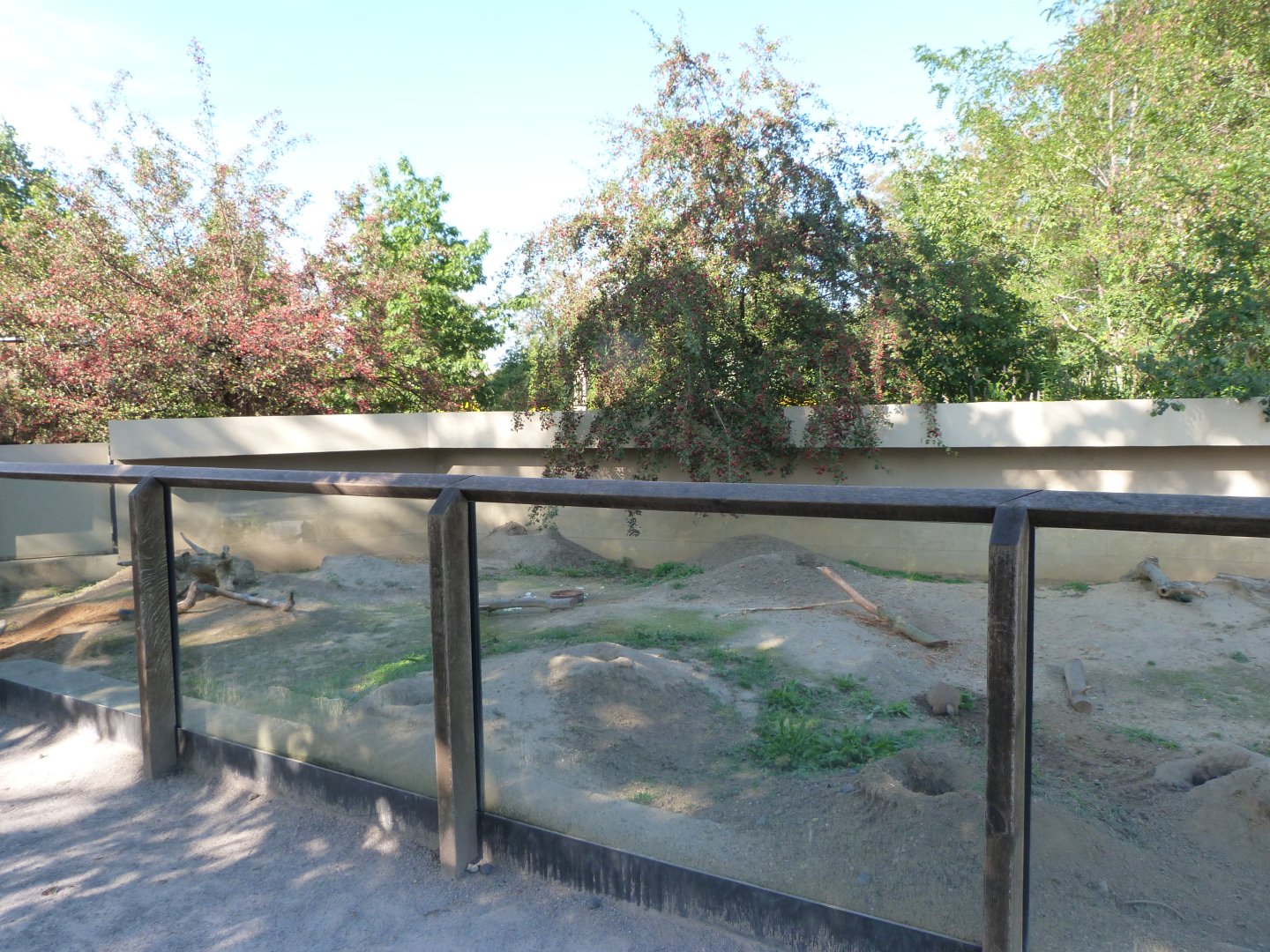 Black-tailed prairie dog exhibit -Zoo Praha (2025)