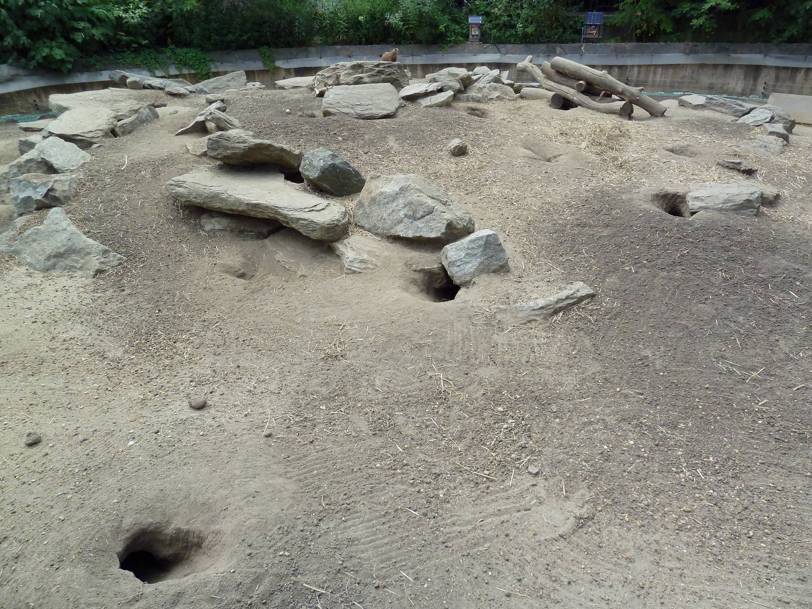 Black-Tailed Prairie Dog Exhibit