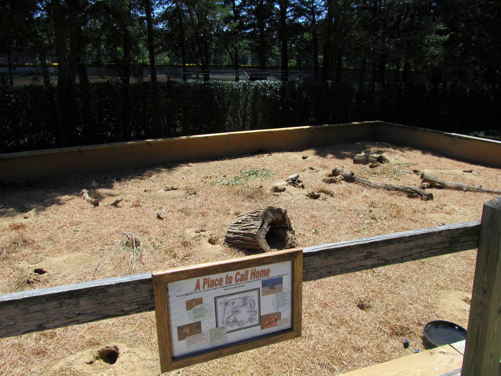 Black-tailed Prairie Dog Exhibit