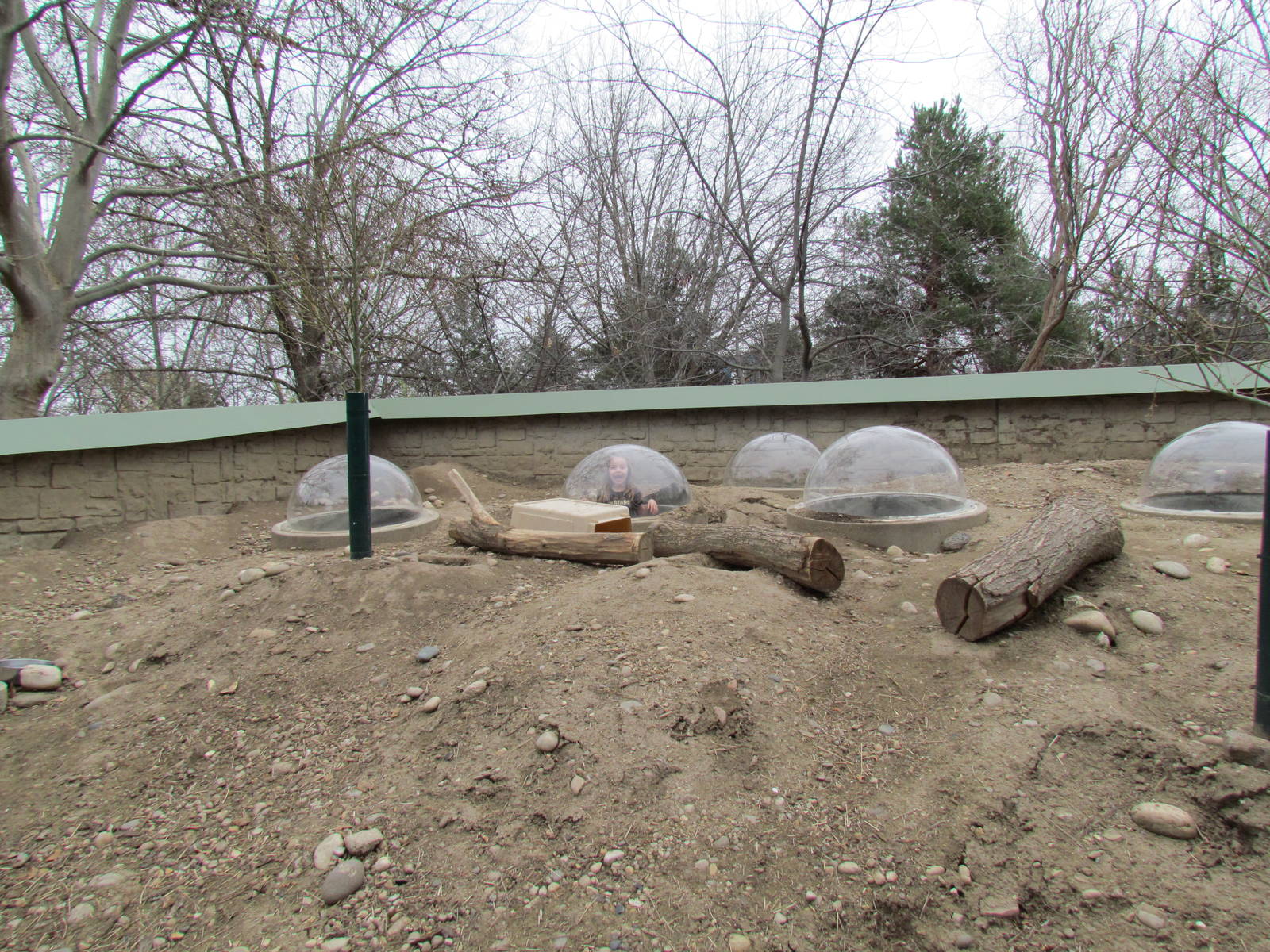Black-tailed Prairie-dog Exhibit