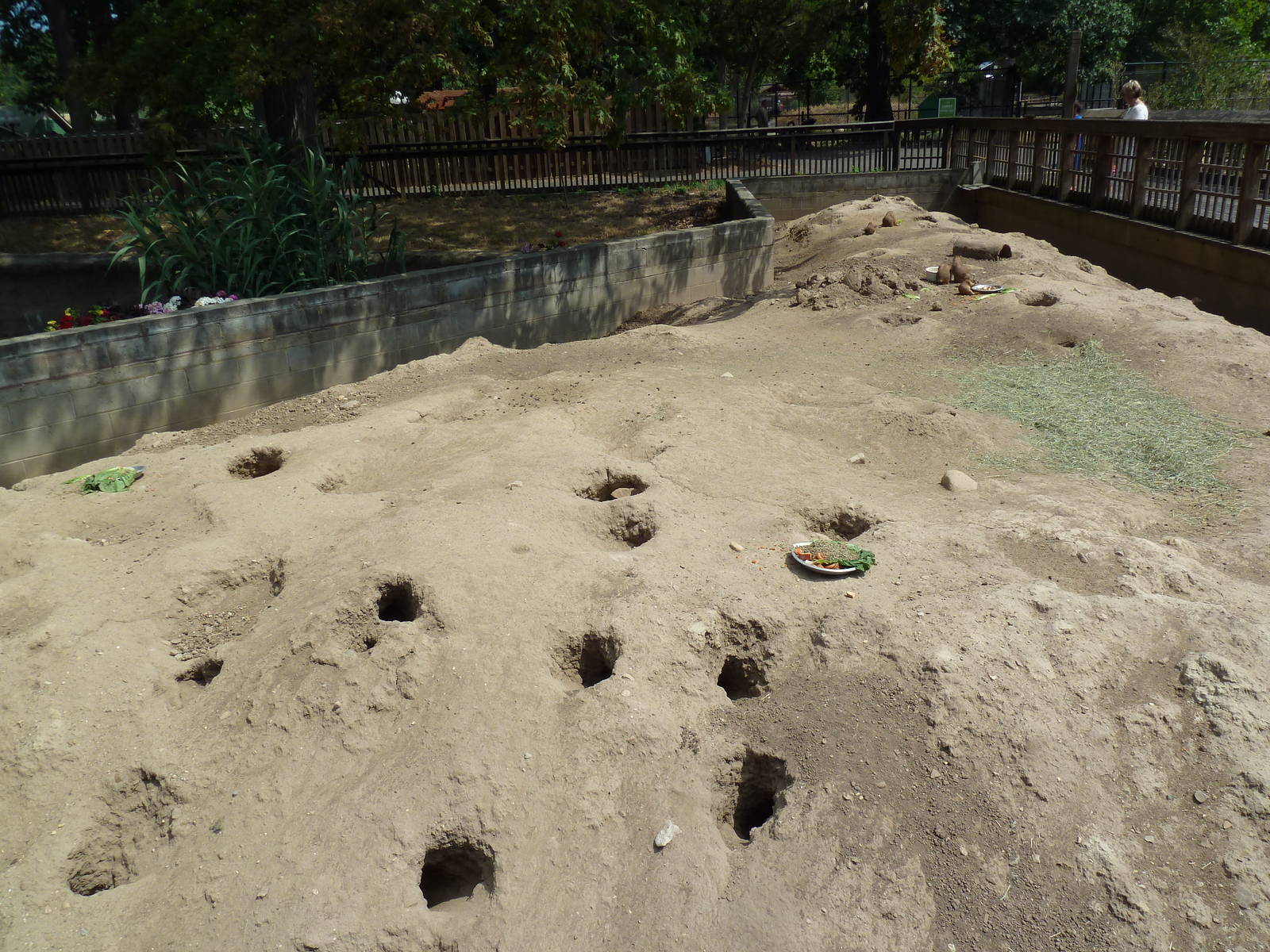 Black-Tailed Prairie Dog Exhibit