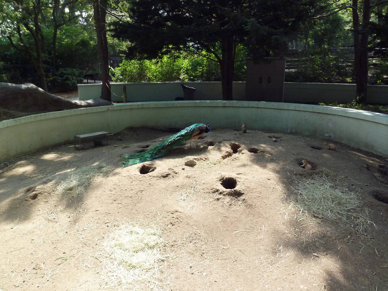 Black-Tailed Prairie Dog Exhibit