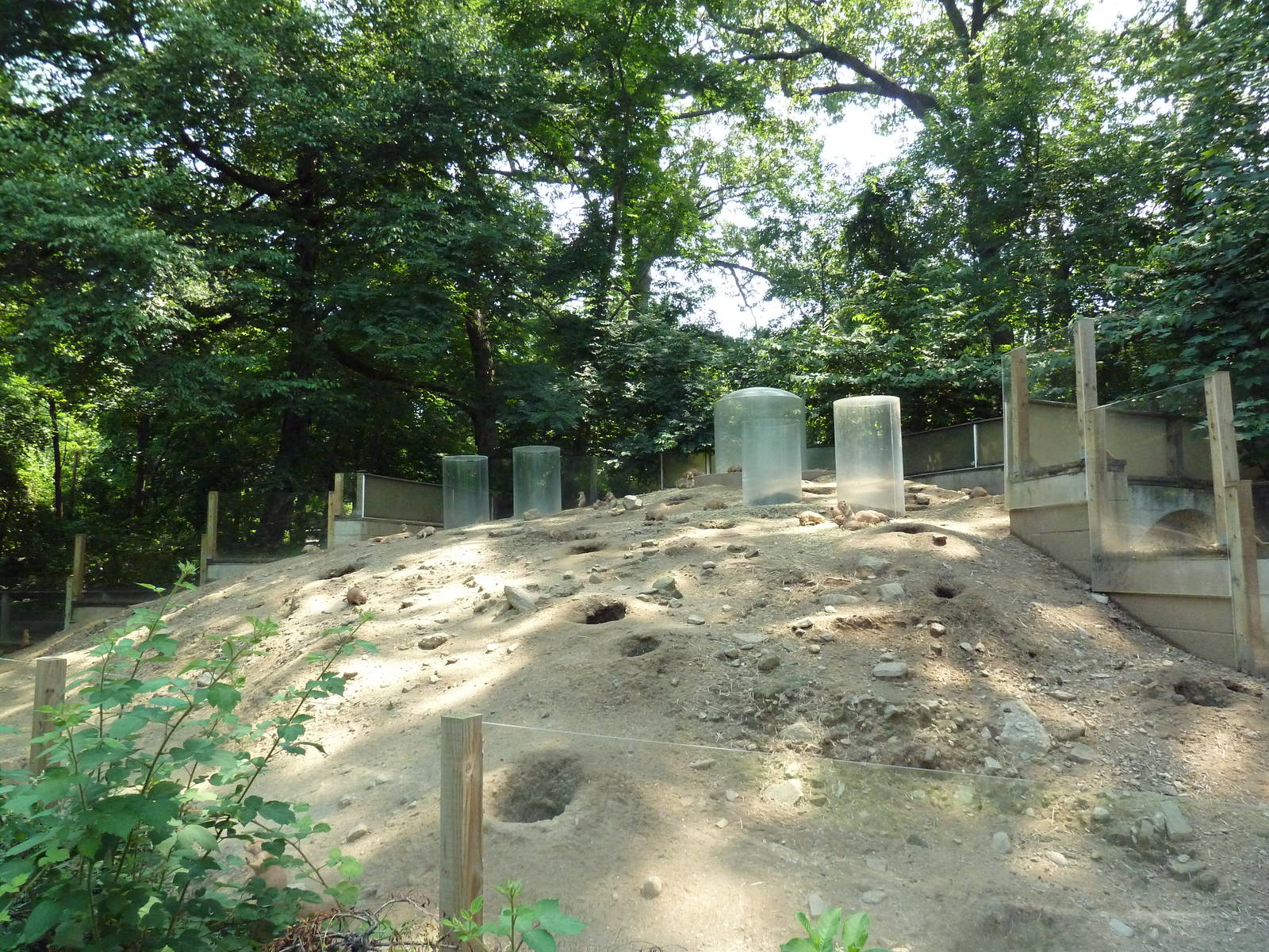 Black-Tailed Prairie Dog Exhibit