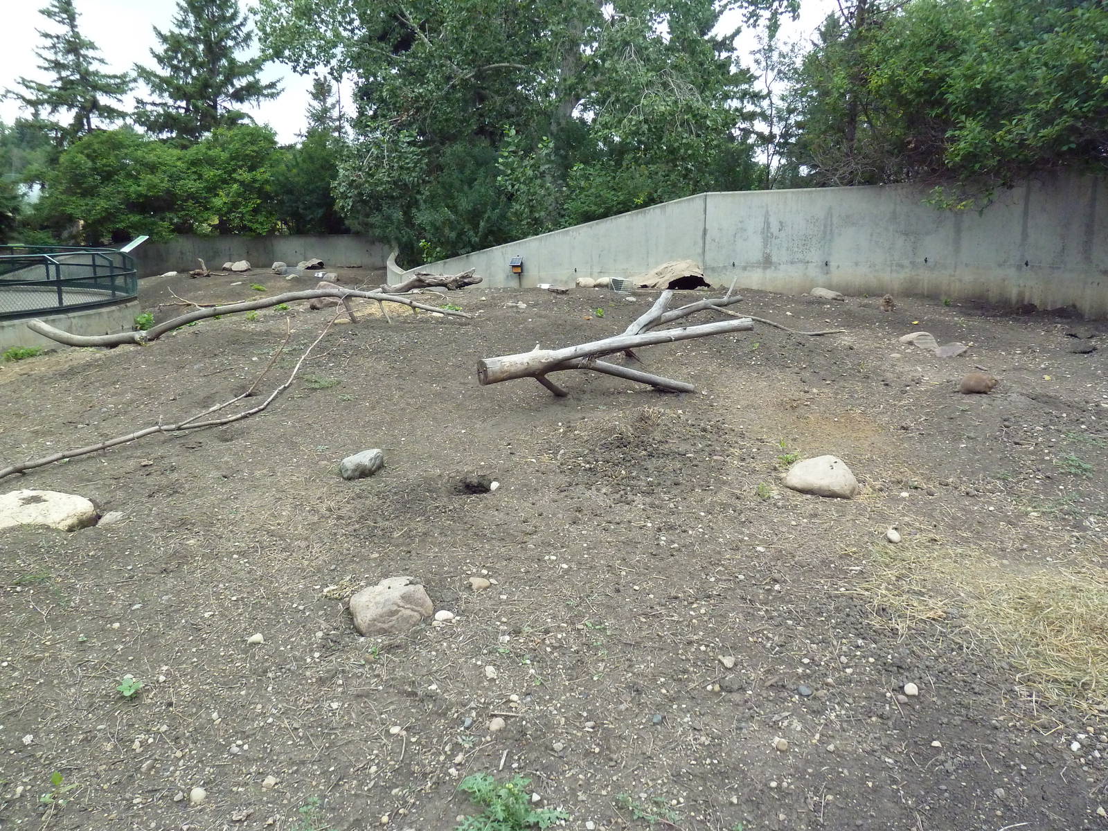 Black-Tailed Prairie Dog Exhibit