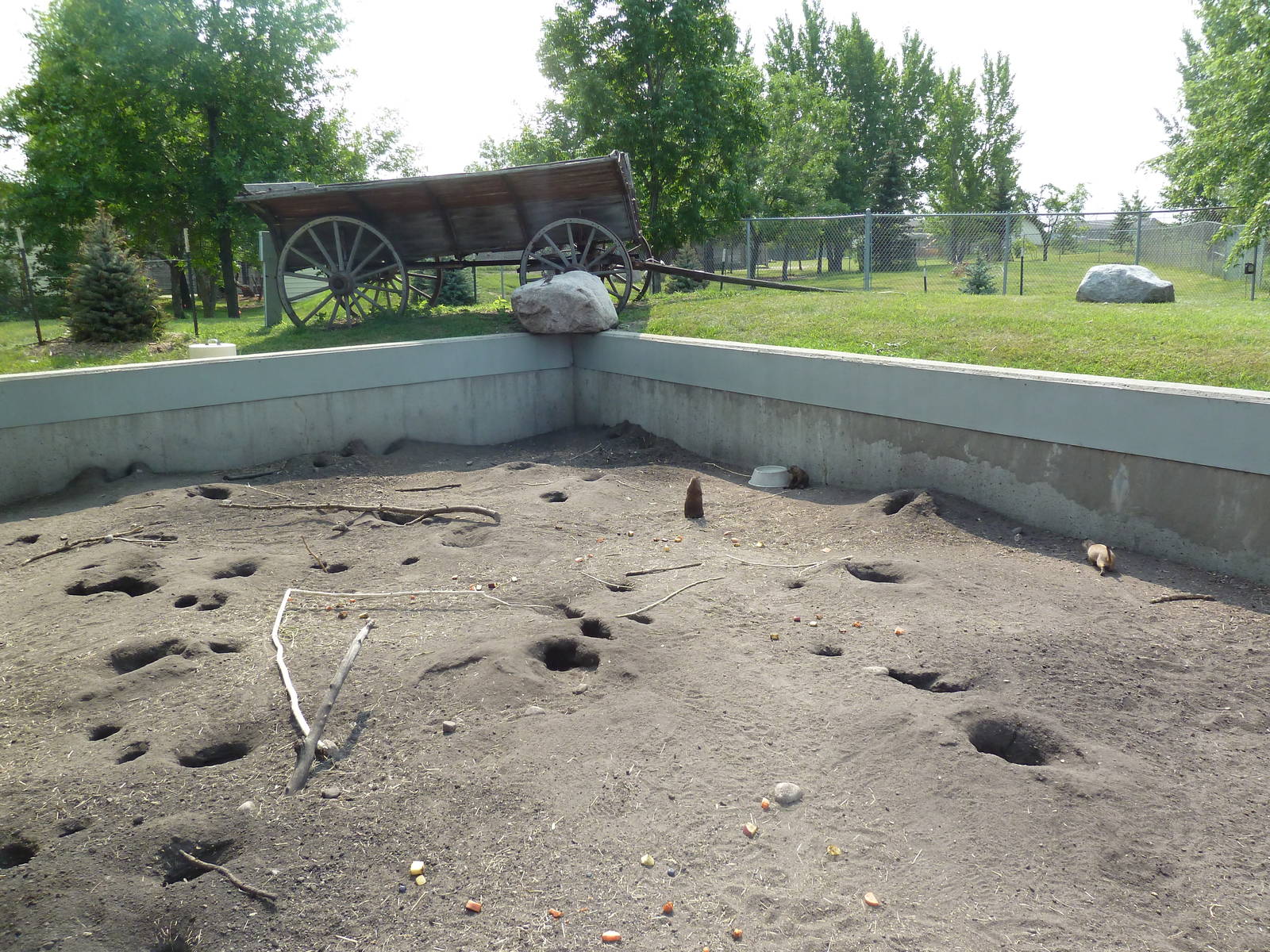 Black-Tailed Prairie Dog Exhibit