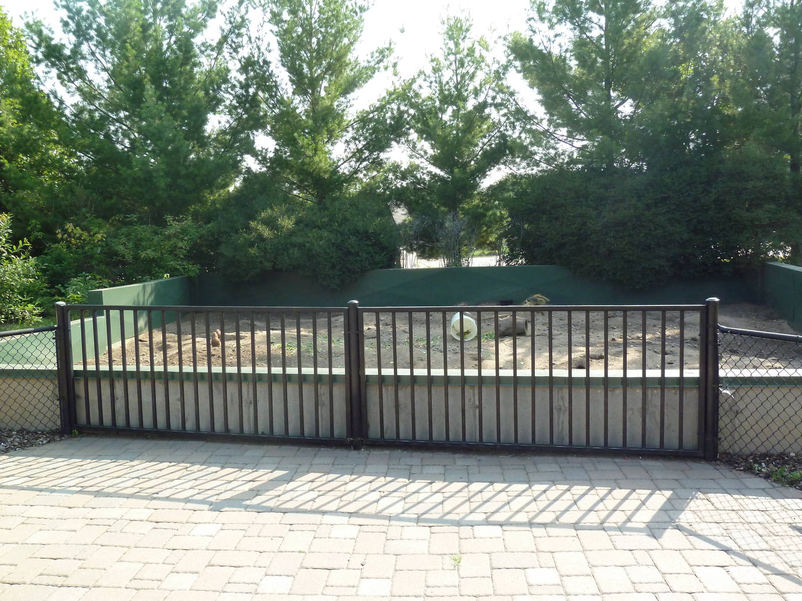 Black-Tailed Prairie Dog Exhibit