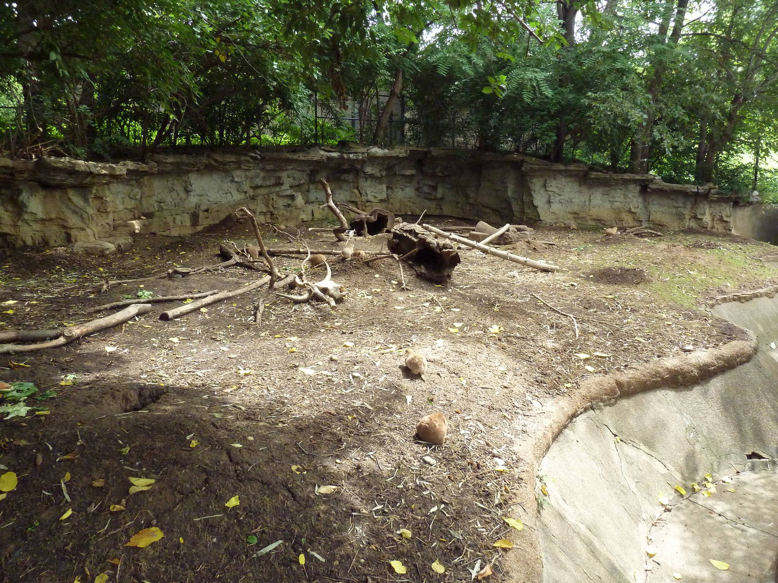 Black-Tailed Prairie Dog Exhibit