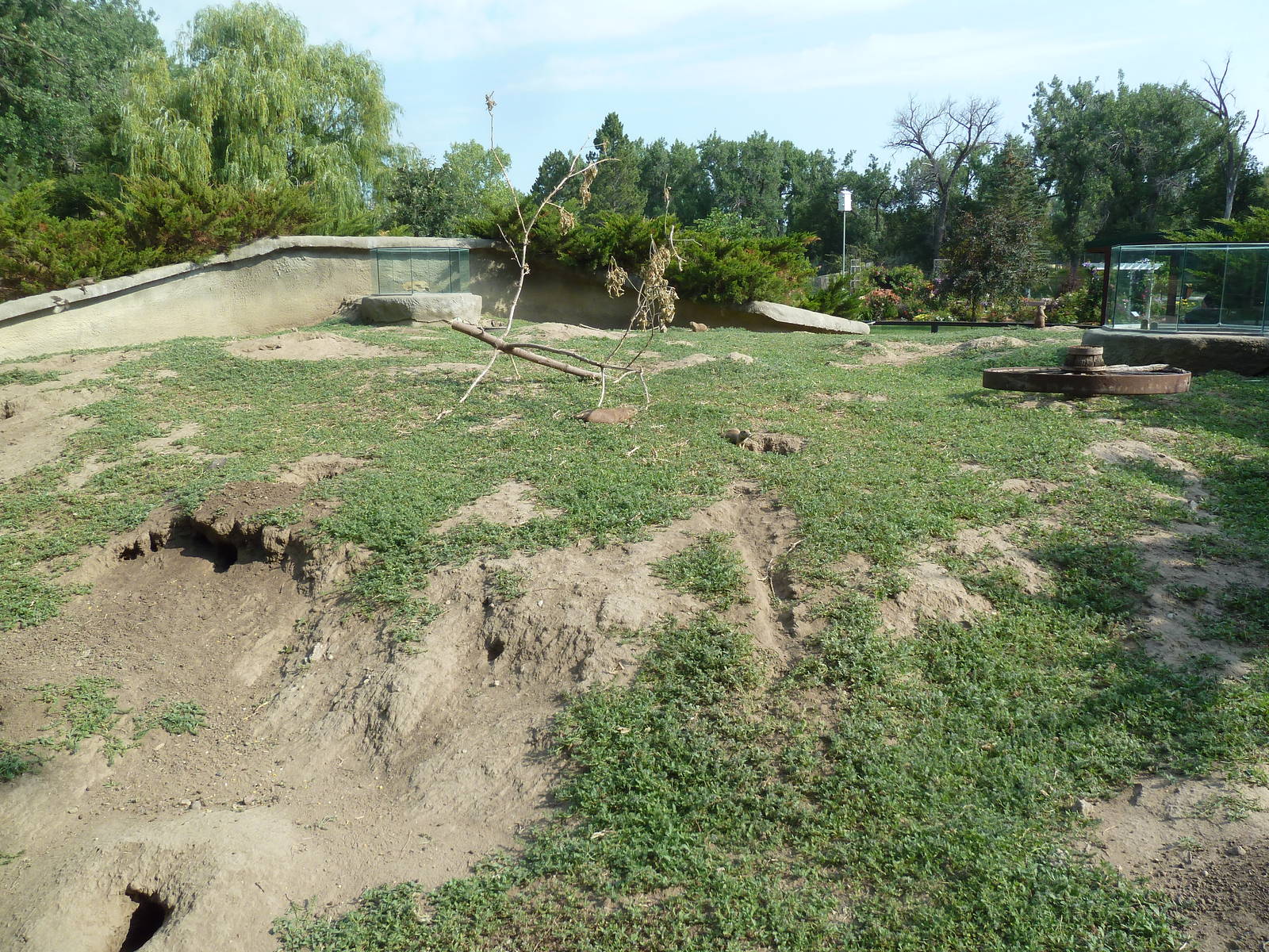 Black-Tailed Prairie Dog Exhibit