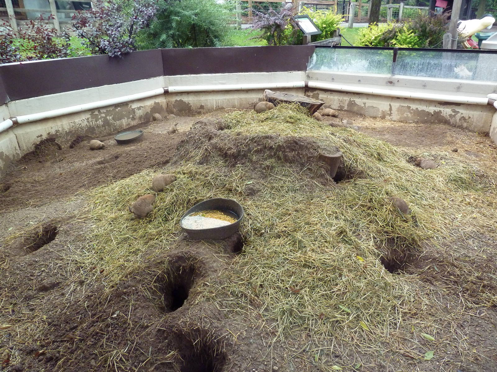 Black-Tailed Prairie Dog Exhibit