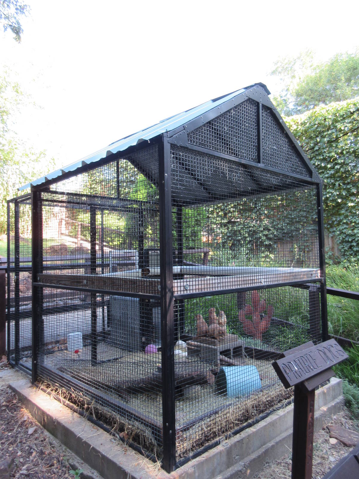 Black-Tailed Prairie Dog Exhibit