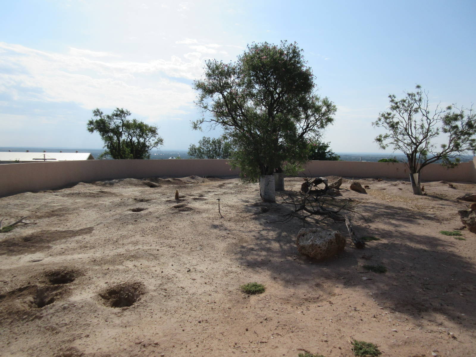 Black-Tailed Prairie Dog Exhibit