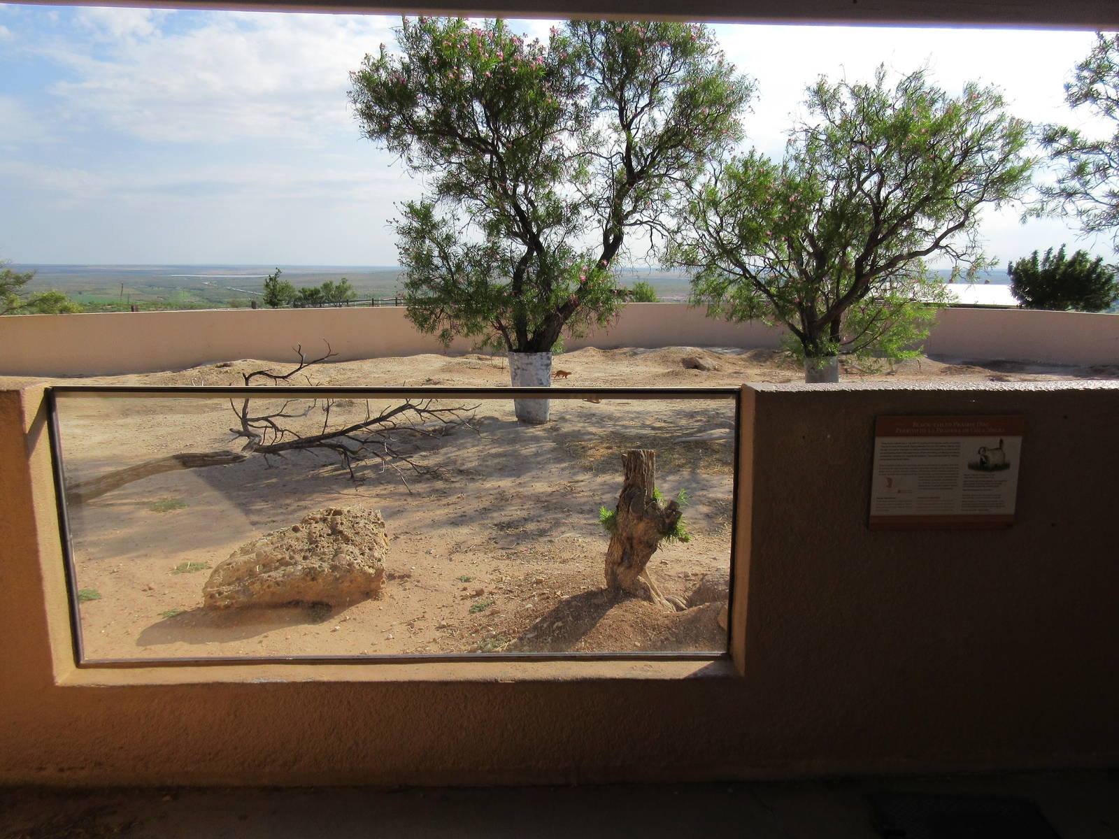 Black-Tailed Prairie Dog Exhibit
