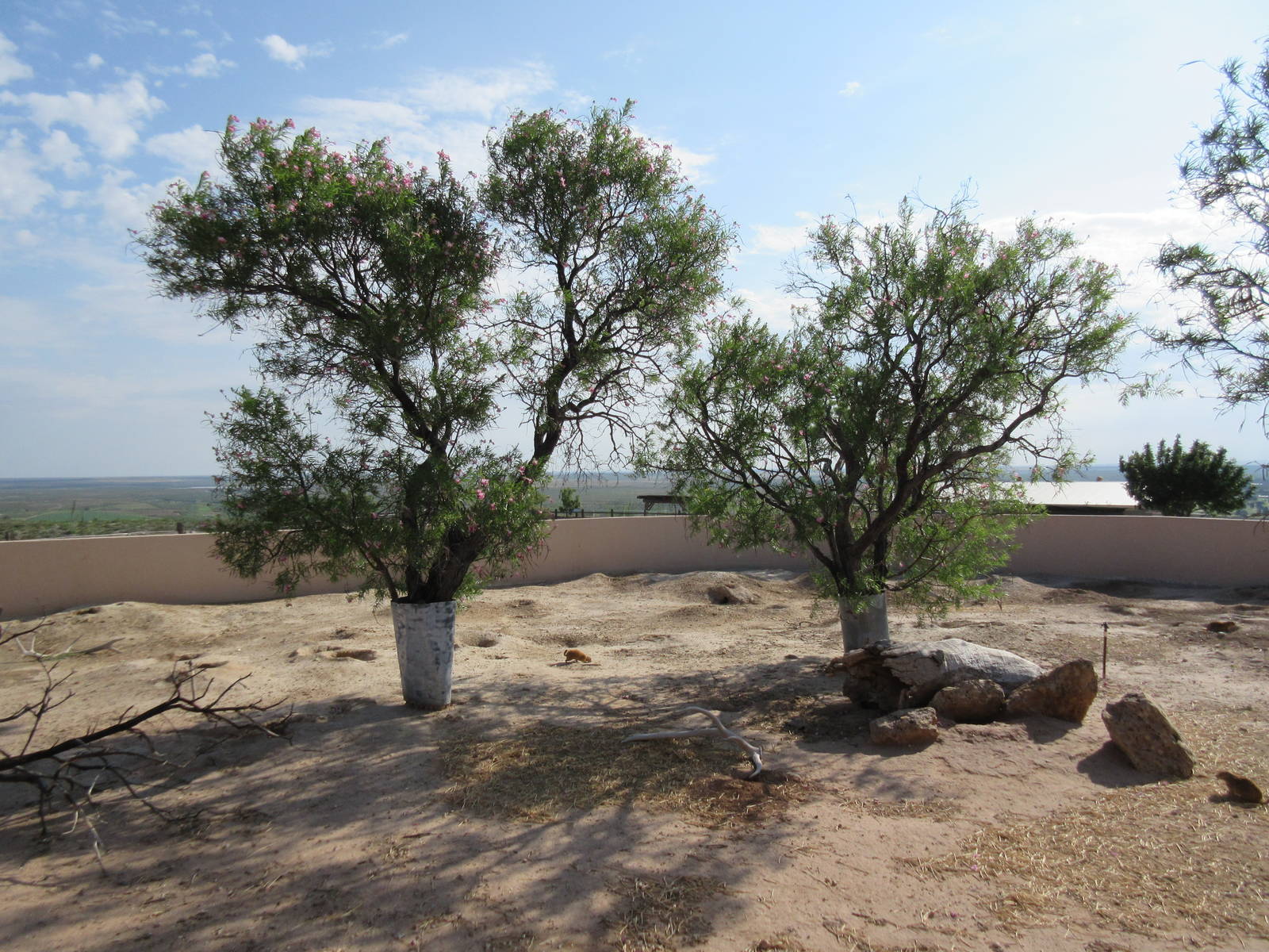 Black-Tailed Prairie Dog Exhibit