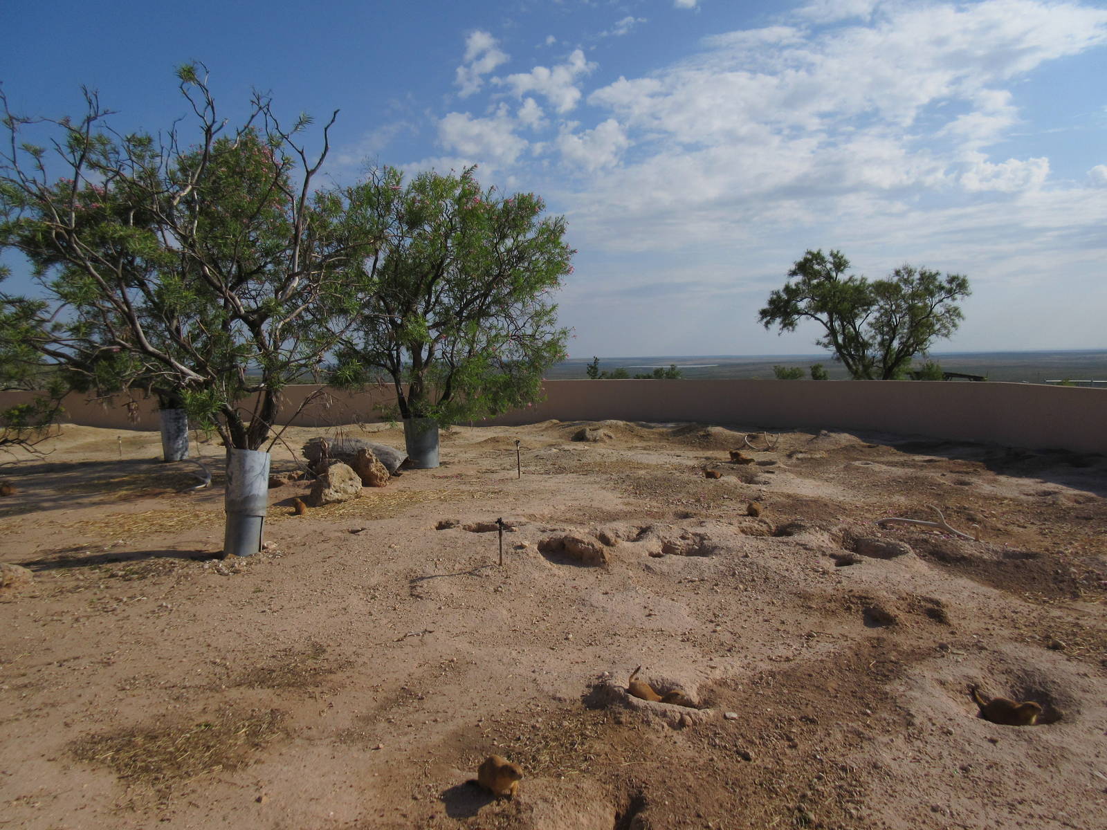 Black-Tailed Prairie Dog Exhibit