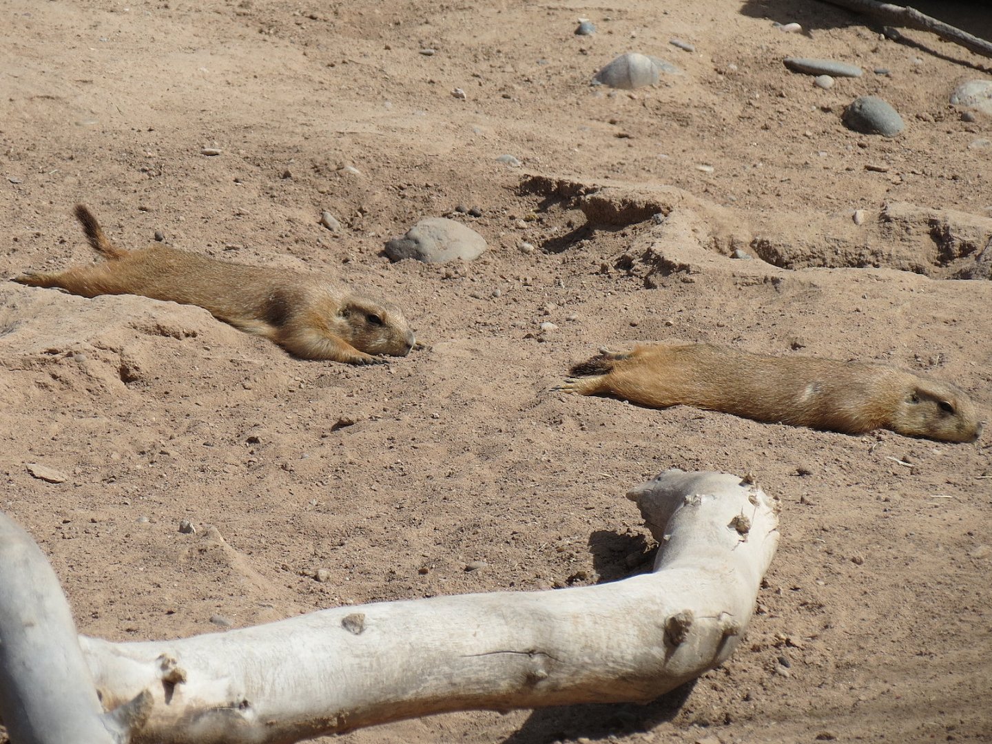 Black-tailed Prairie Dog Exhibit