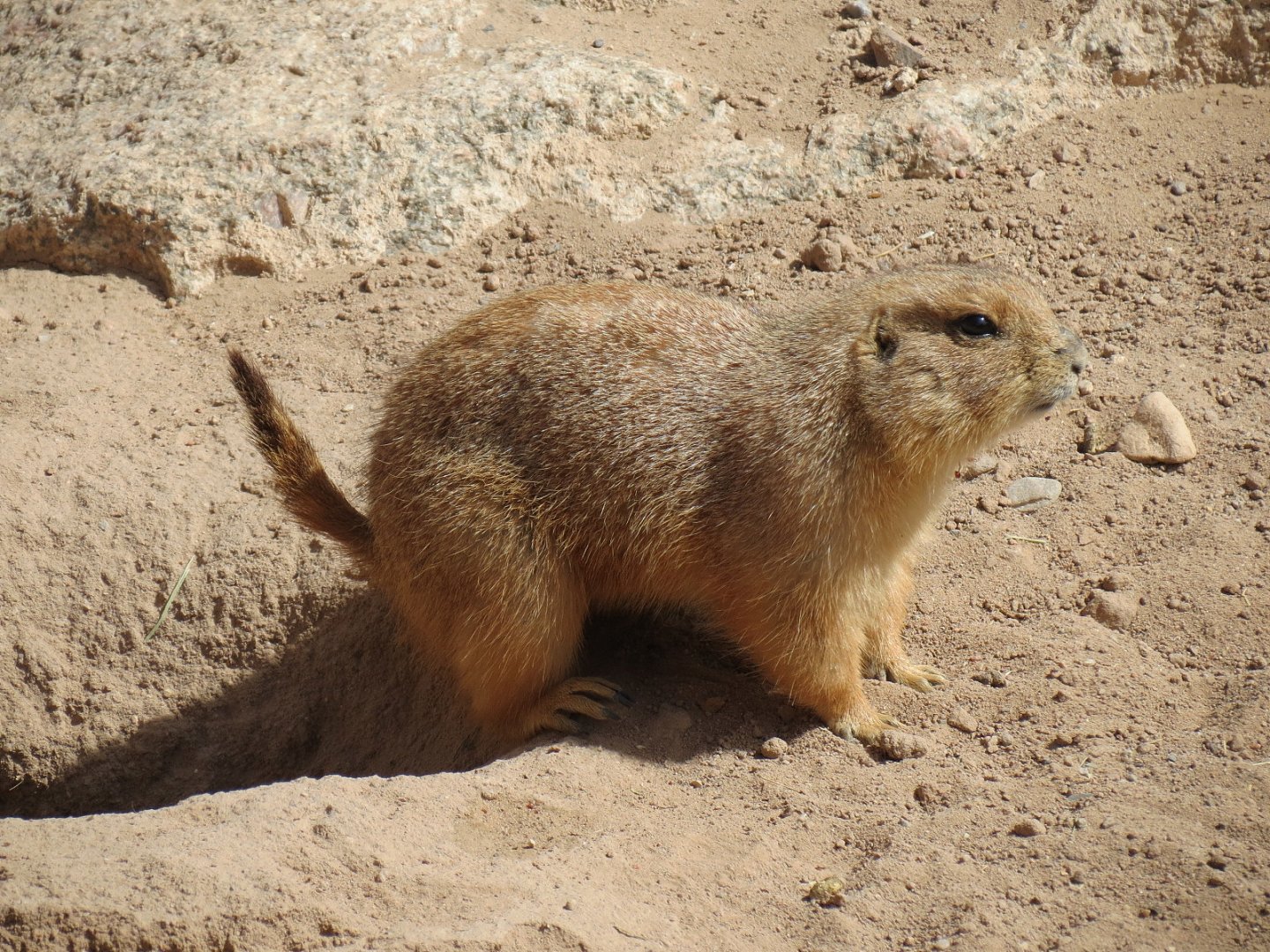 Black-tailed Prairie Dog Exhibit