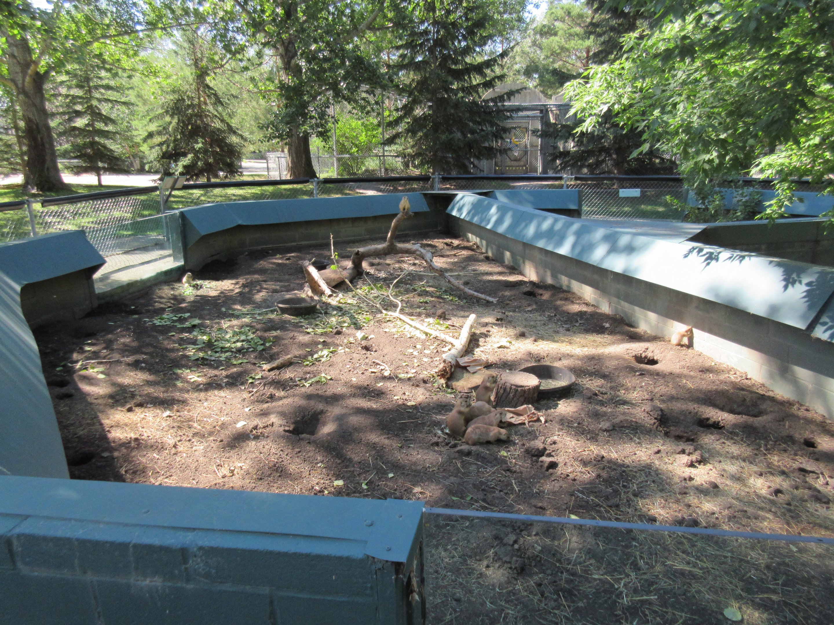 Black-tailed Prairie Dog Exhibit